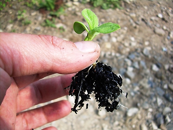 Seedling grown in biochar