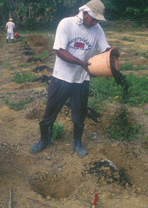 Biochar application in banana planting holes at EMBRAPA near Manaus, Brazil