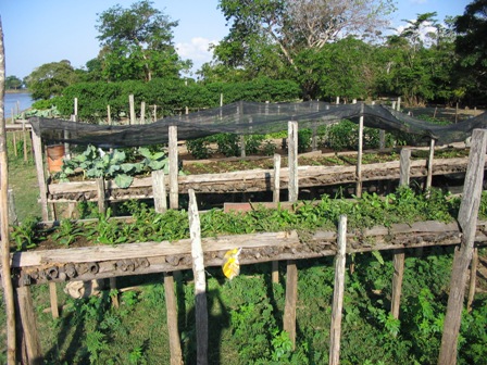 vegetable Garden Terra Preta