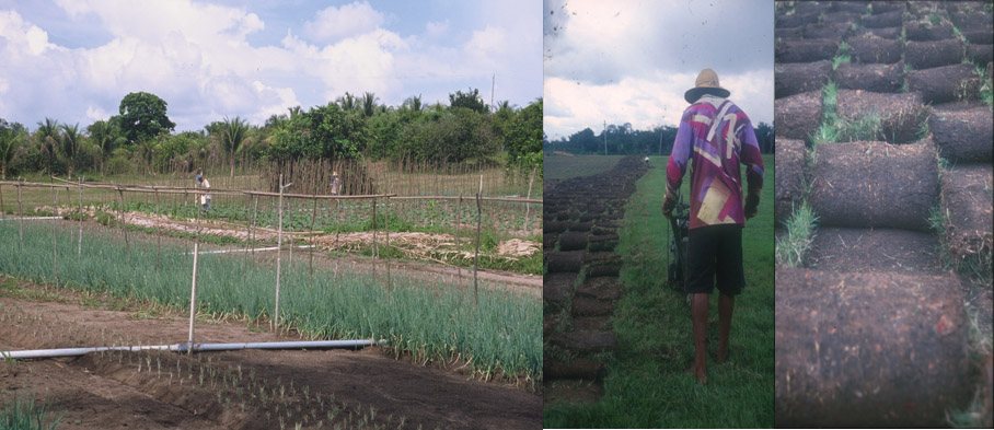 Terra Preta is intensively cultivated for cash crops (lawn and vegetables)