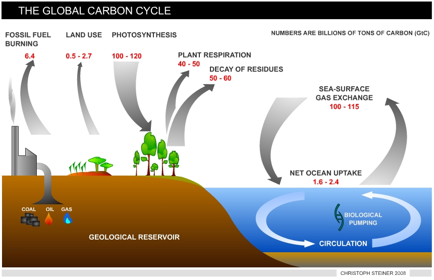 steiner-globalcarboncycle-correct.jpg